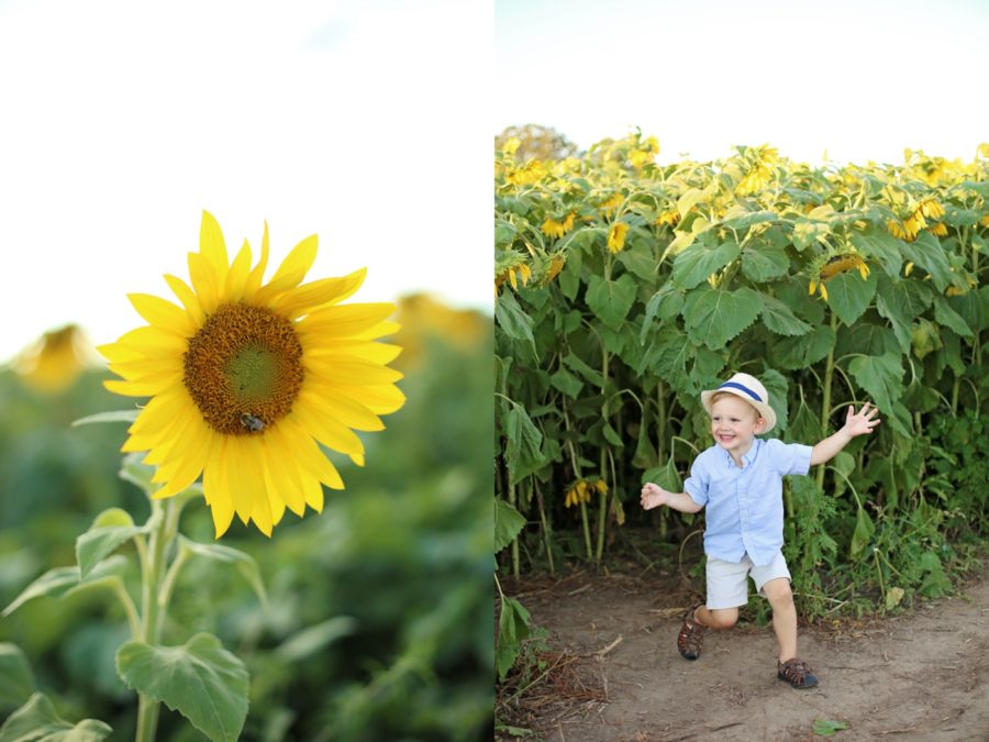 Wisconsin Sunflower Family Session, family sessions, what to wear for family sessions