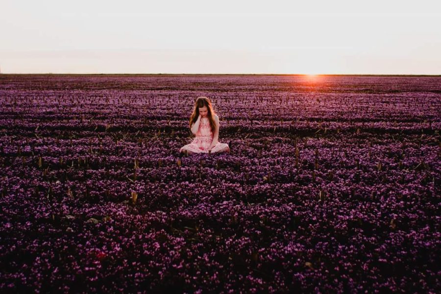 portraits in flower fields, the daily story