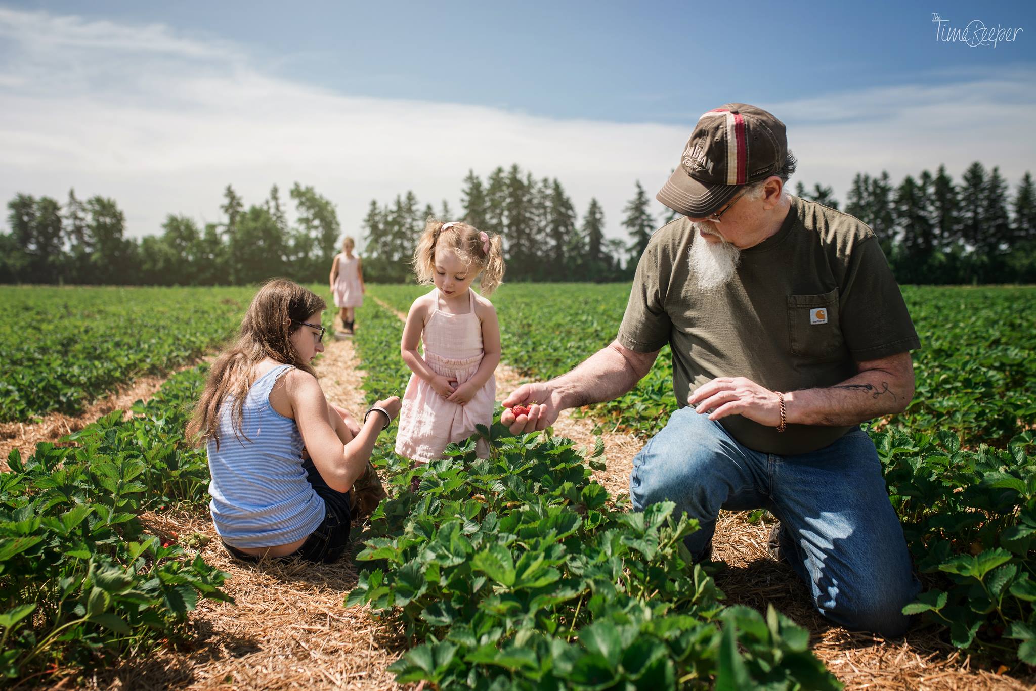 strawberry picking, the daily story
