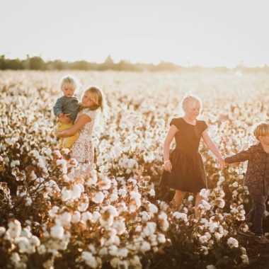 cotton field pictures, the daily story