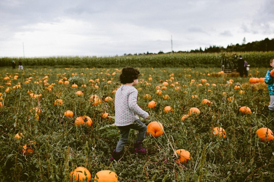 kids finding pumpkins, lifestyle photography, Family Pumpkin Patch Adventure in British Columbia