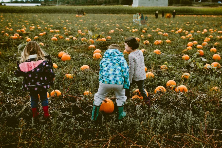kids finding pumpkins, lifestyle photography, Family Pumpkin Patch Adventure in British Columbia