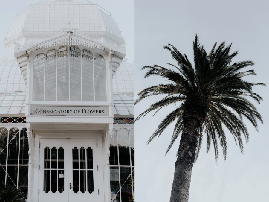 Outside Conservatory of Flowers, Palm tree, Edgy Styled Wedding Portraits in San Francisco