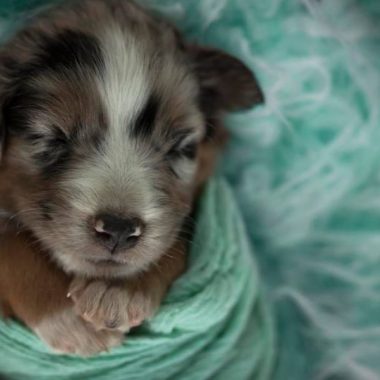 Puppy swaddled like newborn, Ella Eve Photography Daily Fan Favorite