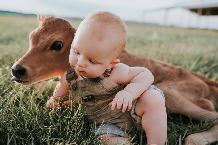 First birthday pictures, little kid on farm, little boy with baby cow
