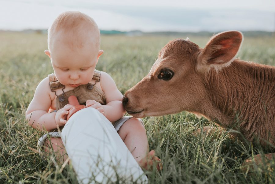 First birthday pictures, little kid on farm, little boy with baby cow, feeding bottle to baby cow