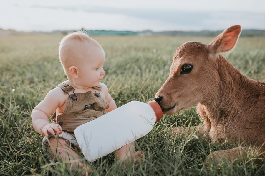 First birthday pictures, little kid on farm, little boy with baby cow, feeding bottle to baby cow