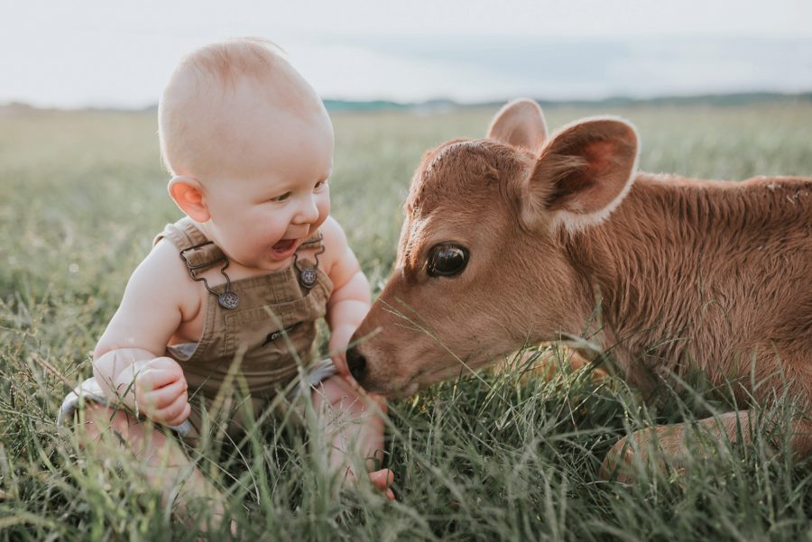 First birthday pictures, little kid on farm, little boy with baby cow
