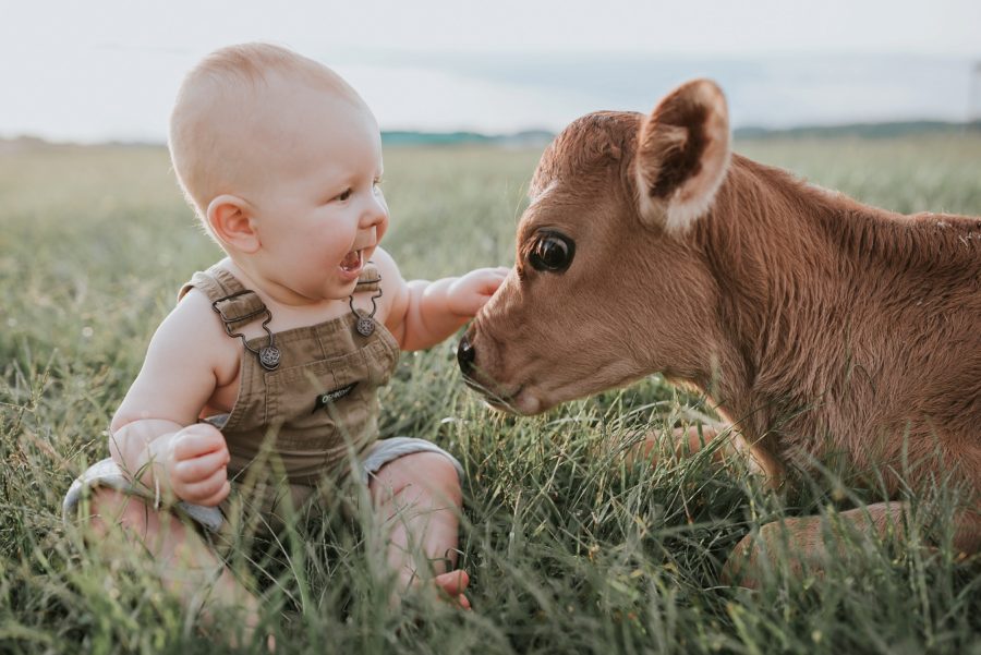  First birthday pictures, little kid on farm, little boy with baby cow